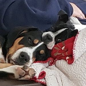 Meet your Posher, Suzie